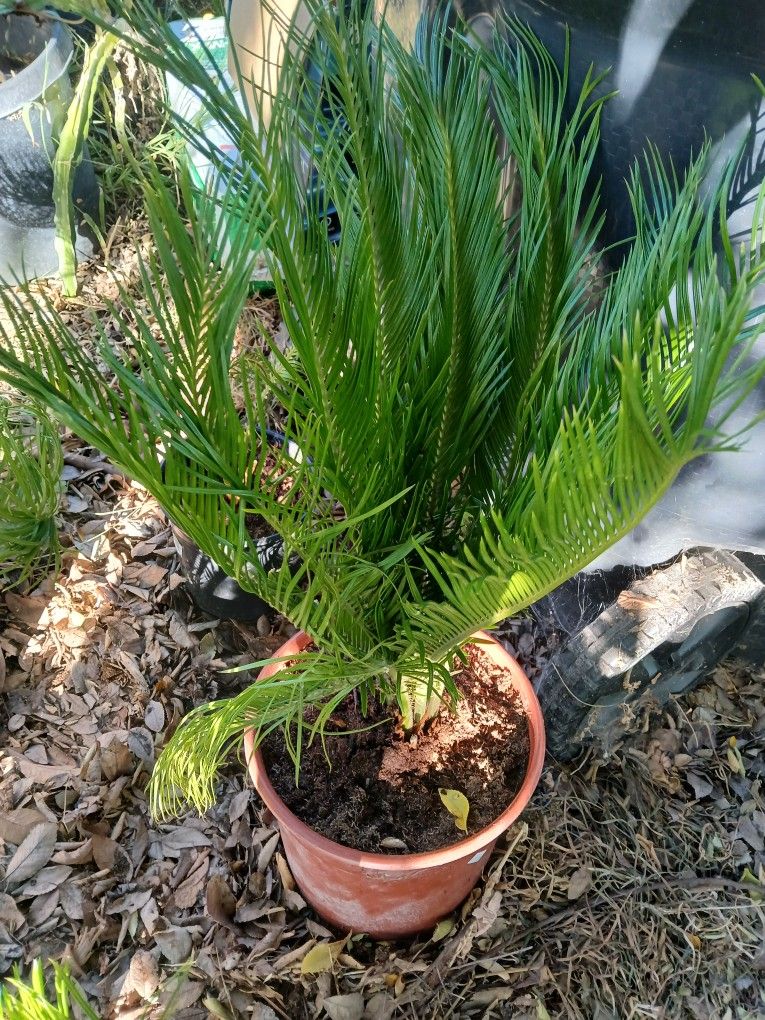 Little Palm Tree