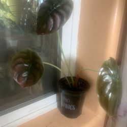 4” Elephant Ear ‘Red Secret’ Plant 