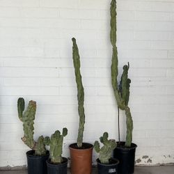 Tall Totem Pole Pachycereus Schottii Monstrous Cactus Cati Plants