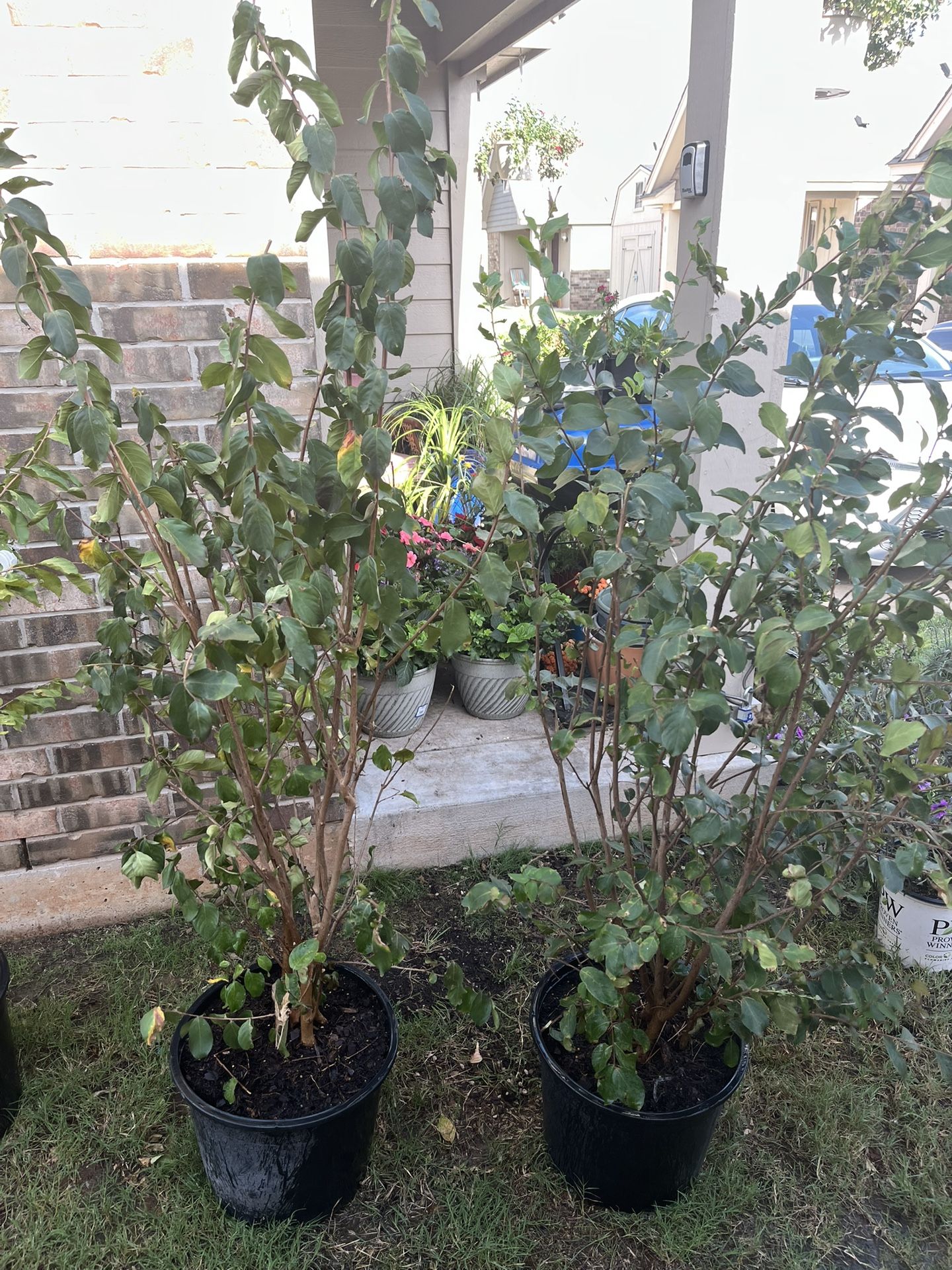 Crape Myrtle Colorama Scarlet