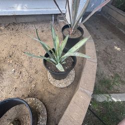 Best offer Agave Tequilana plant