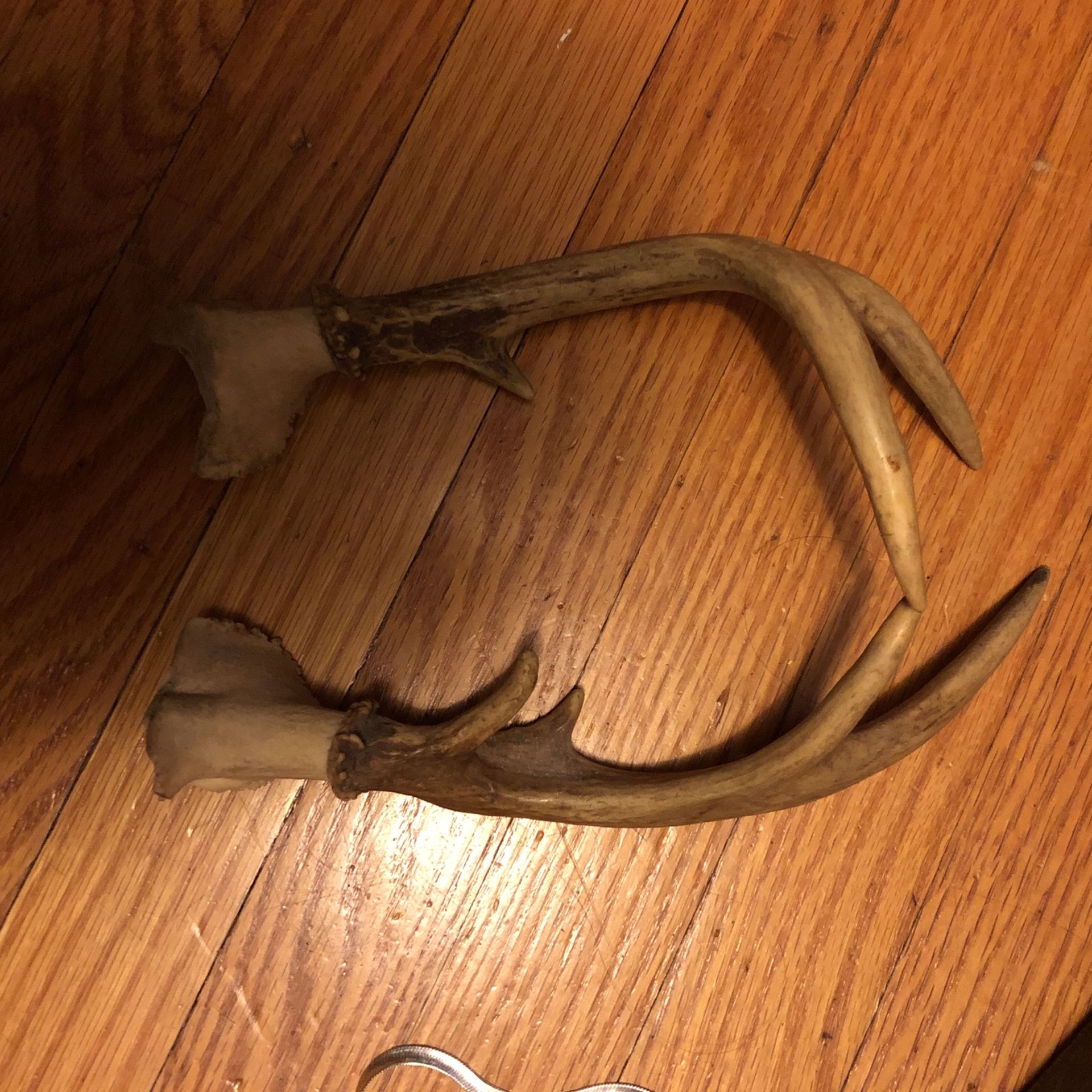Antlers