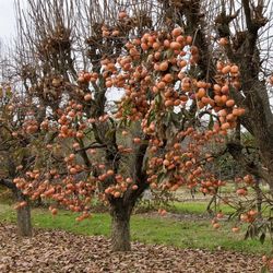 Fuyu Persimmons Trees $50 Each / Árboles De persimos $50