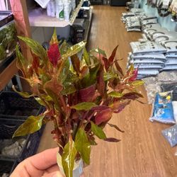 Scarlet Temple Aquatic Plant (Alternanthera Reineckii) Aquarium Stem Plant Aquascape Aquascaping Planted Fish Tank 