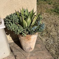 Mixed Pottery Plants