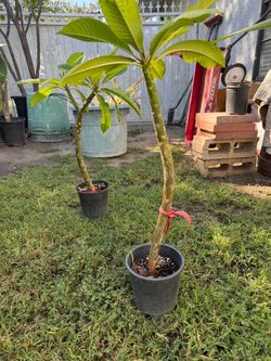 Plumeria roja 10 dollars