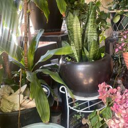 Planta 