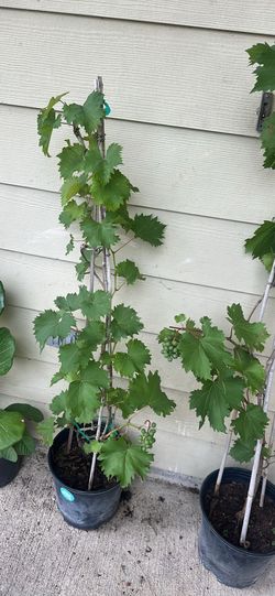 Grapes plant