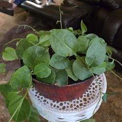 Princess  (Insulin) Vining Plant  In 9in Wide Pot With Drainage 