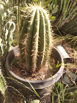 Fatboy Cactus plant