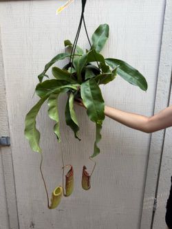 8” nepenthes gaya
