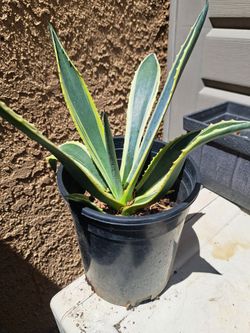 Americana Agave