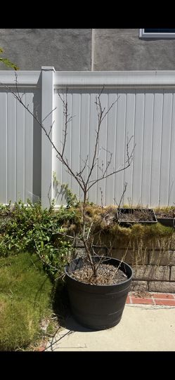 Big Outdoor Planters