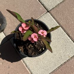 Crown of thorns