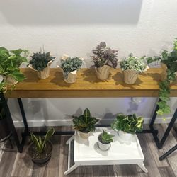 Indoor House Plants ! Real Indoor Plants 