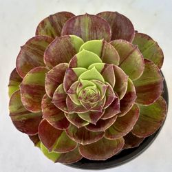 Aeonium Big Bang