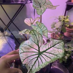caladium plant