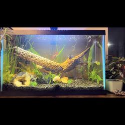 Fish Supplies! Tanks And Necessity’s 