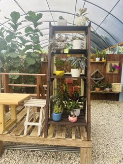 Modern Ladder Plants Shelf