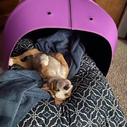 Doggie Bed