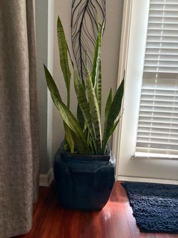 Large Snake Plant in Blue Ceramic Pot