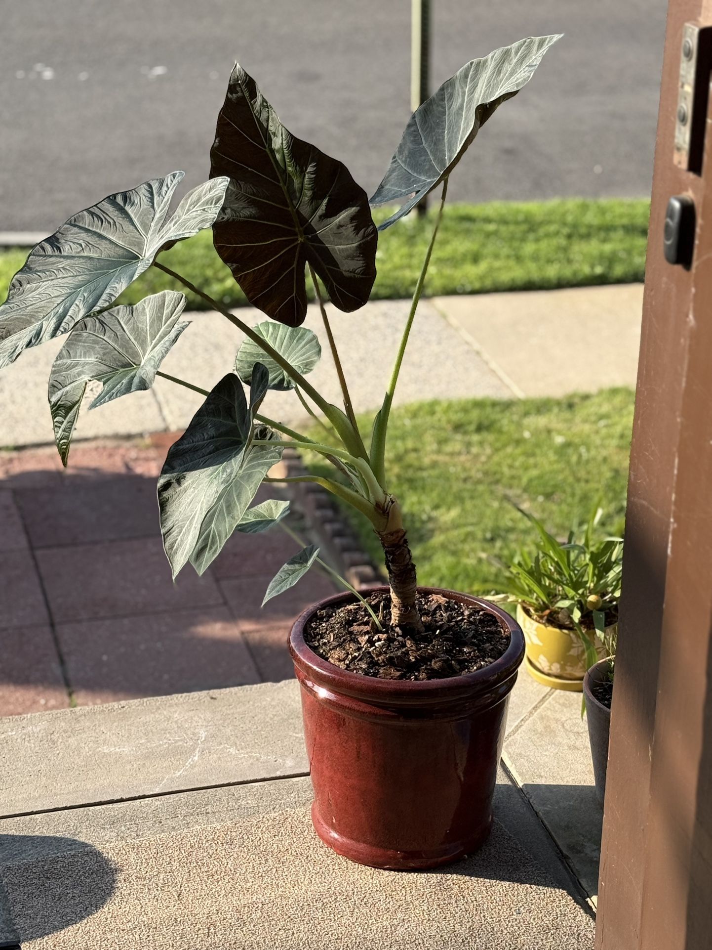 Alocasia amazonian plant with a red ceramic pot