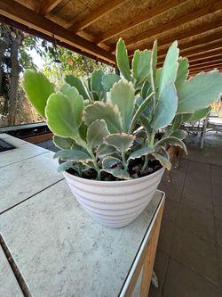 Succulent plant