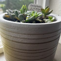 Succulents In Ceramic Pot 