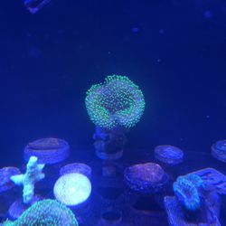 green polyp toadstool leather 1.75-2 in