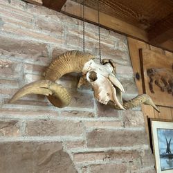Vintage Rams Head Skull 28”