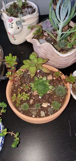 Succulent garden