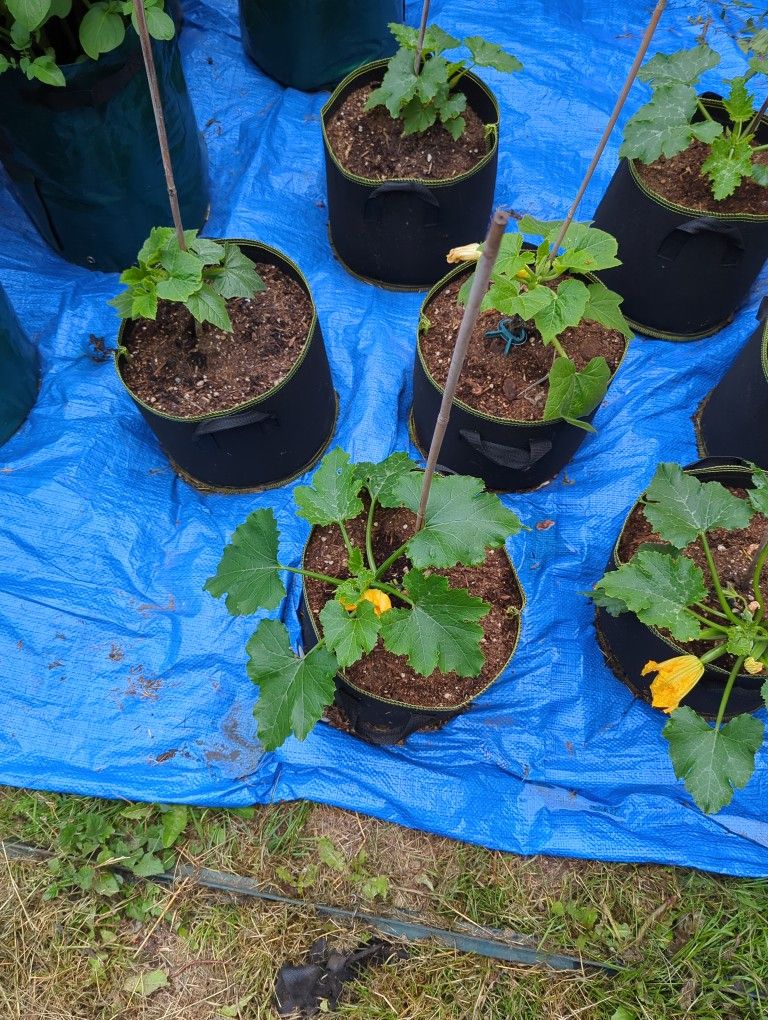 5 gallon Bag Zucchini plant