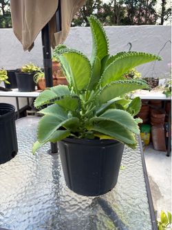 Mother of a thousand babies plant