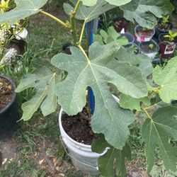 Chicago Hardy Fig Tree 