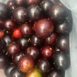 jaboticaba fruit for sale