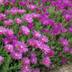 Ice Plant
