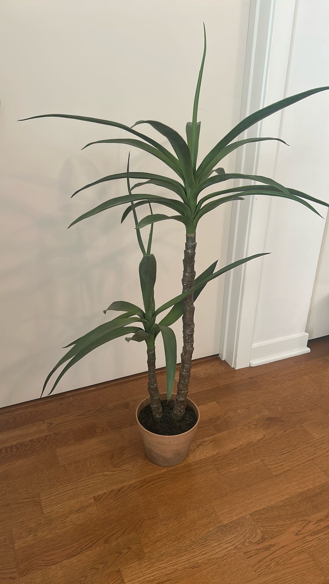 Faux Yuca Tree (indoor)