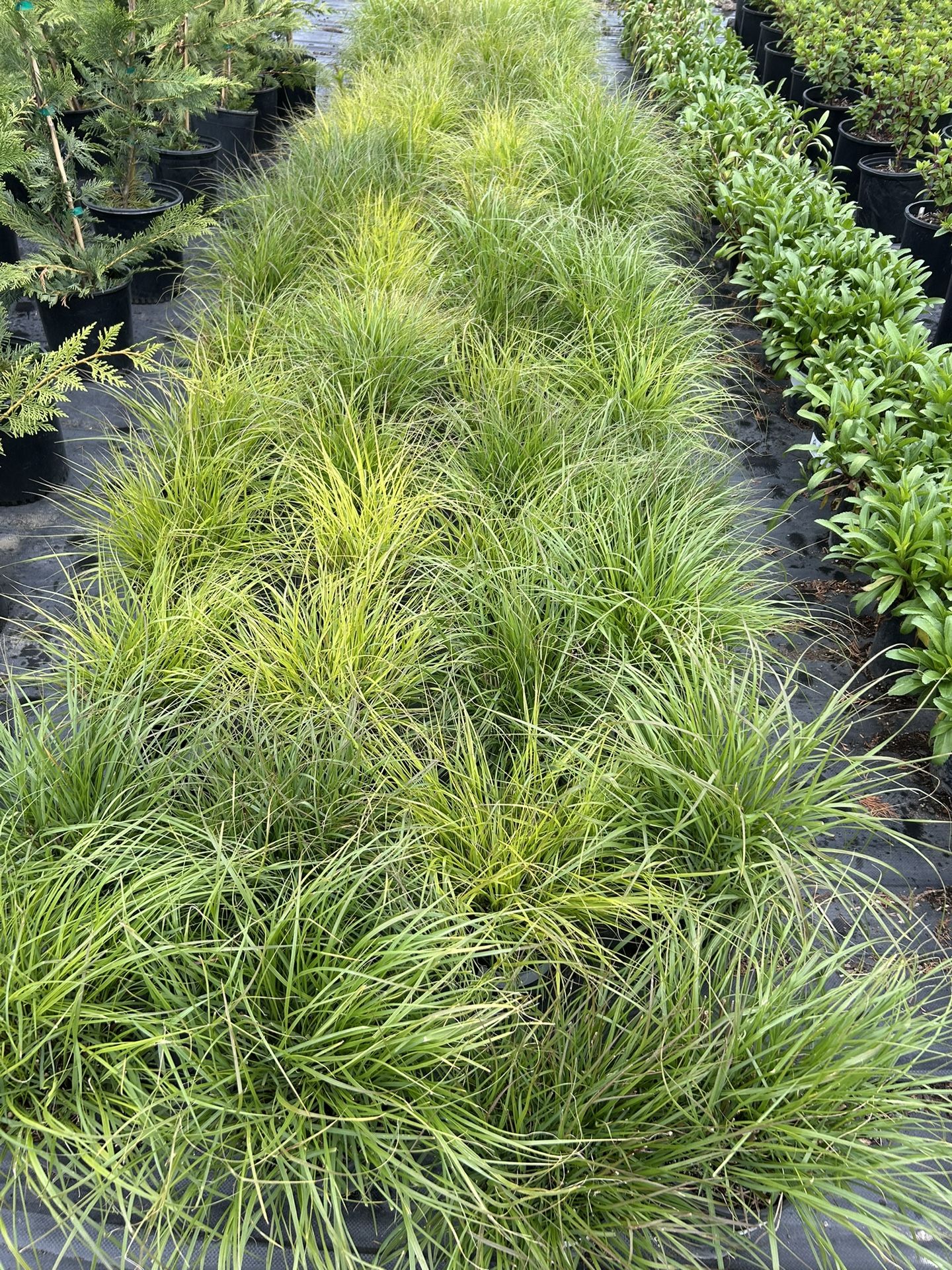 Cassian Fountain Grass