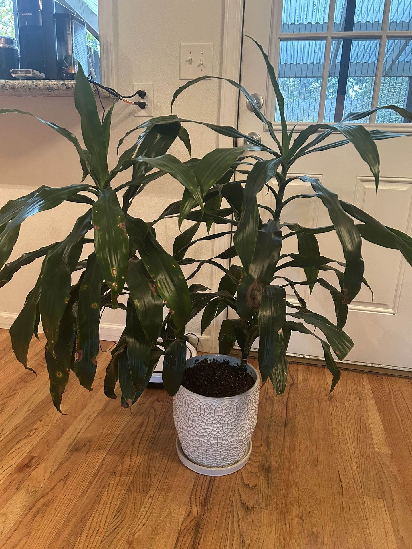 Large Plant W/ Pot