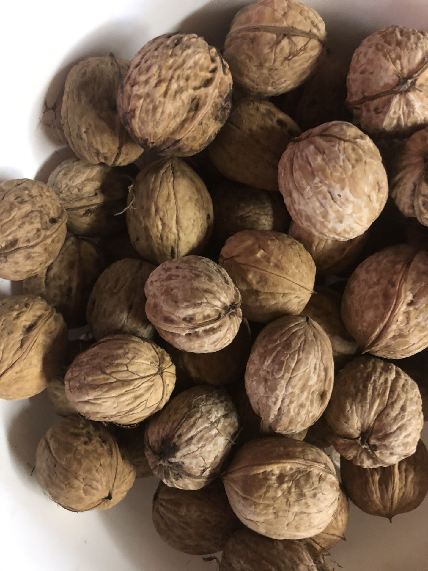Fresh walnut 20 lbs
