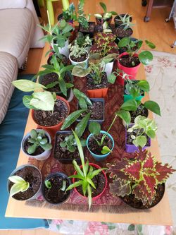 Indoor Plants, $5 Each