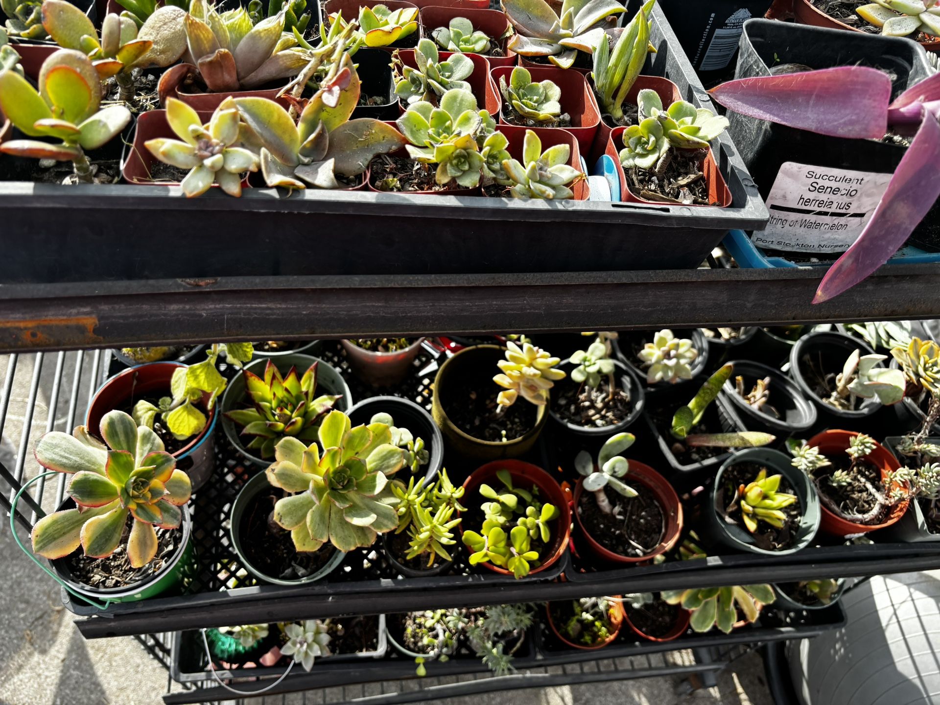 Succulent Plants