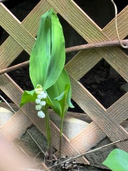 Lily of the Valley plants