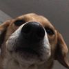 Darwin