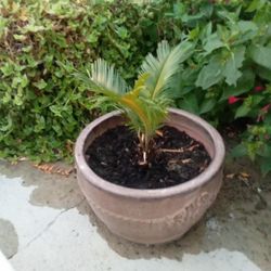 Sago Palm In A Pot $25