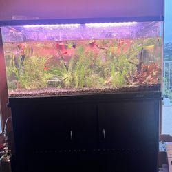 60 Gallon Tank With Everything 