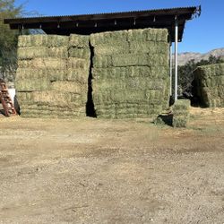Premium Hay For Sale 