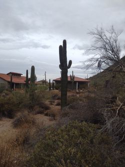 Saguaro Cactus From Arizona Pre-order Them Now