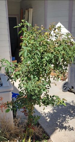 Established rose plant