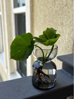 Plants for Sale